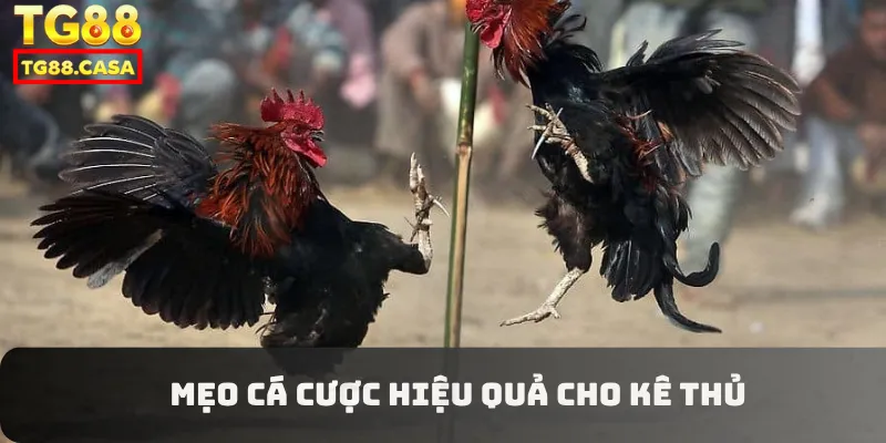 Mẹo cá cược hiệu quả cho kê thủ